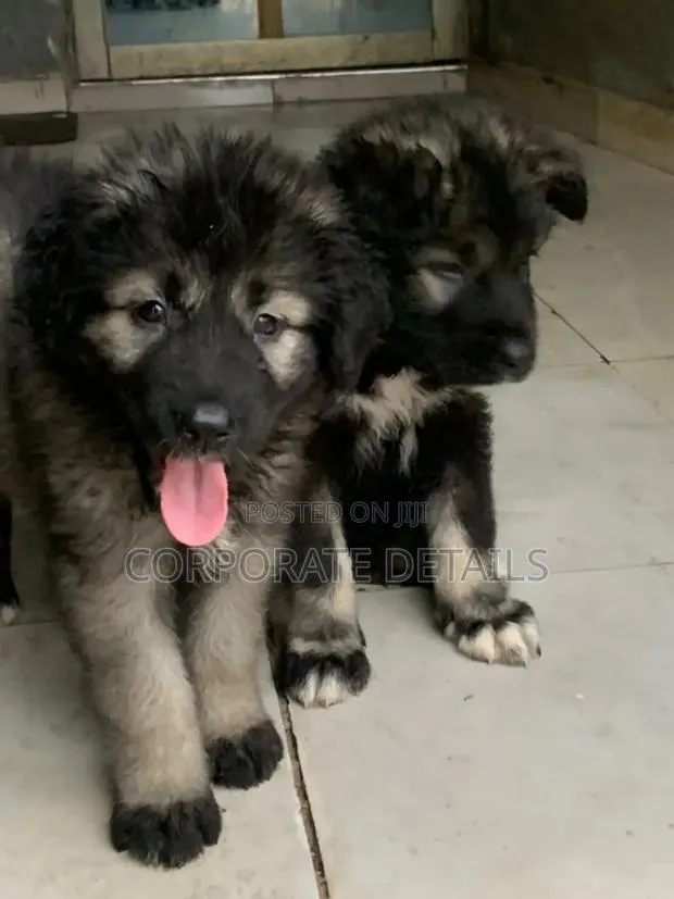 1-3 months Female Purebred Caucasian Shepherd · Photo 1