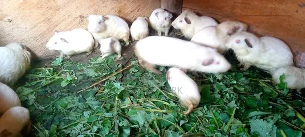 Local Guinea Pig · Photo 1