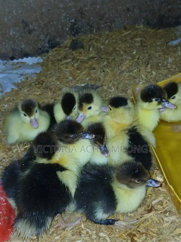 Fast Growing Muscovy Ducklings for Sale · Photo 1
