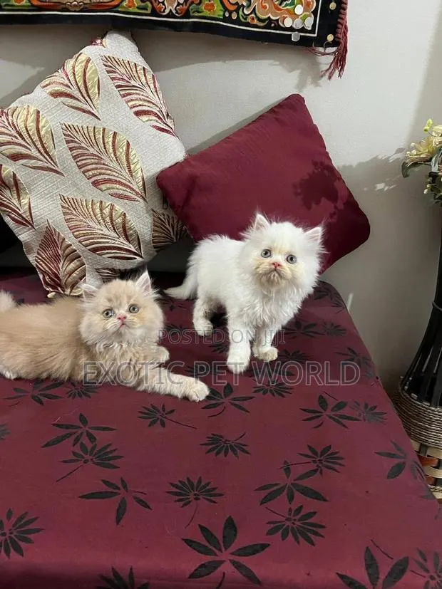 1-3 months Male Purebred Persian · Photo 1