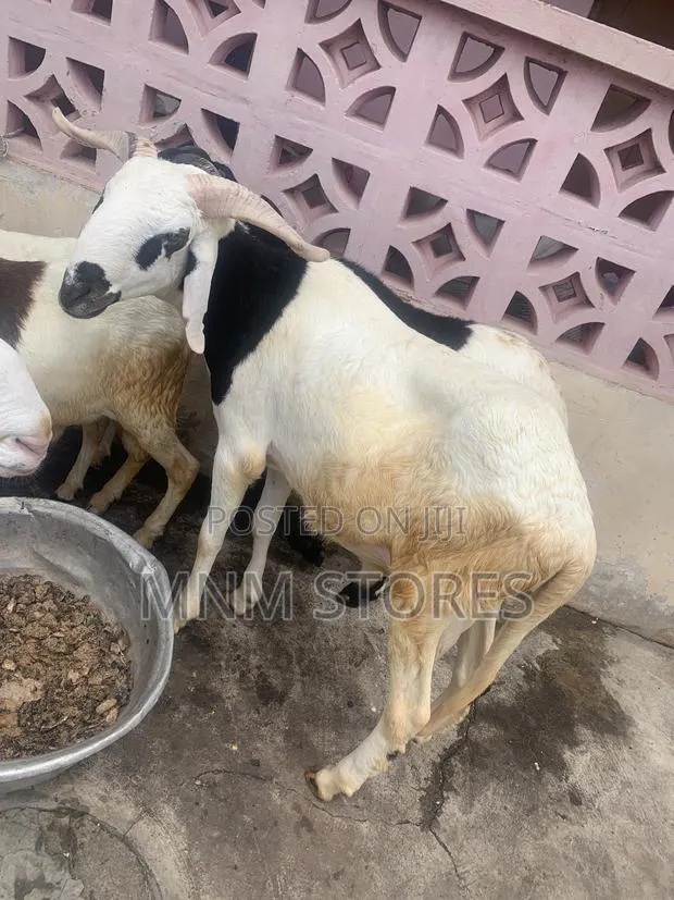 Male Sheep Black and White · Photo 1
