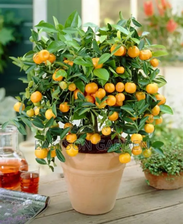 Exotic Clementines Seedlings · Photo 2