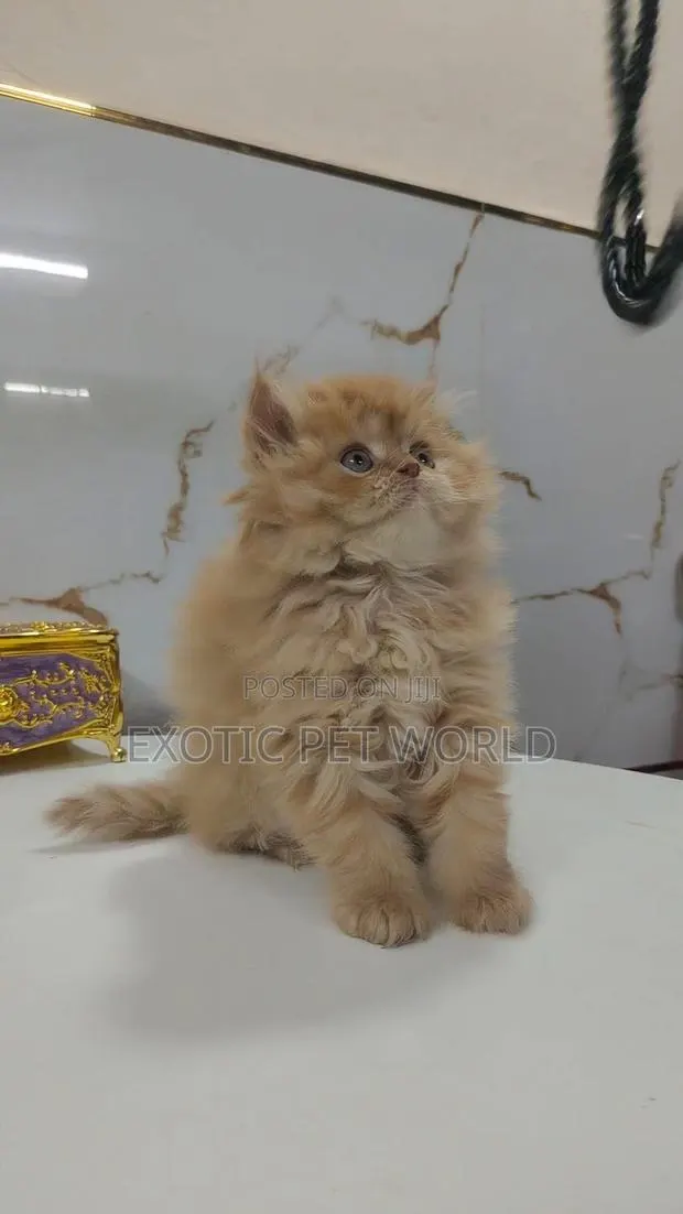 1-3 months Female Purebred Persian · Photo 1