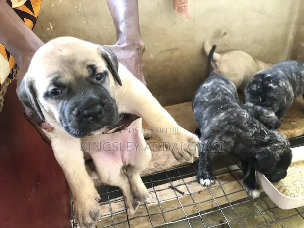 0-1 month Female Purebred Bullmastiff · Photo 1
