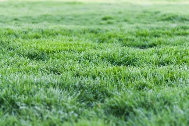 Carpet Grass (Lawn) · Photo 1