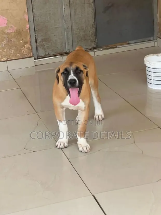 1-3 months Female Purebred Boerboel · Photo 1