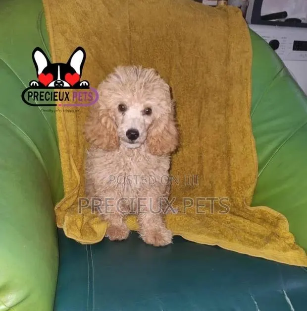 3-6 months Male Purebred Poodle · Photo 1