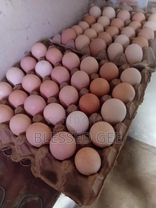 High Quality Sasso Fertile Eggs · Photo 1