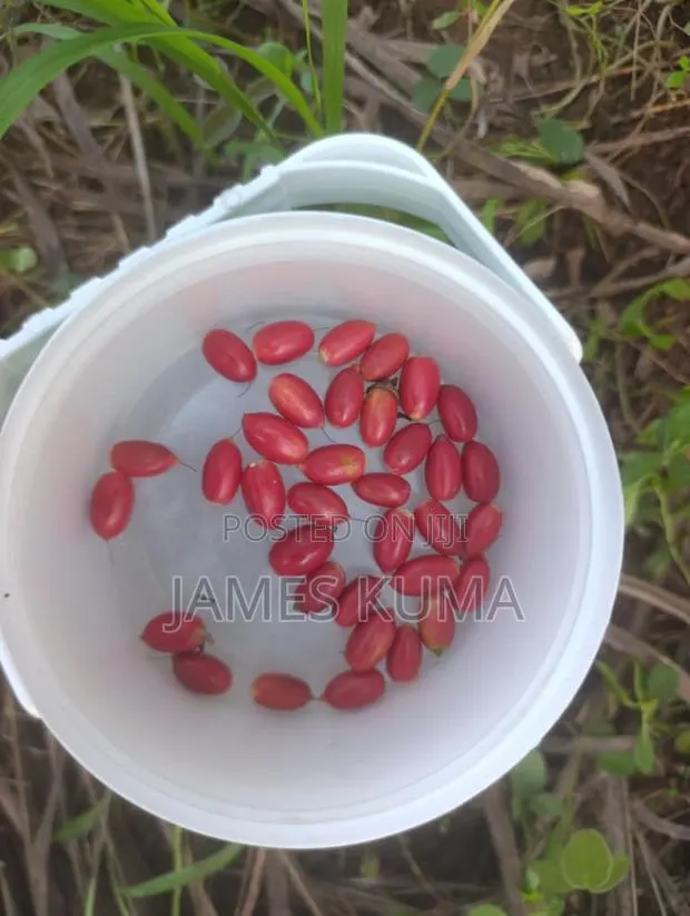 Miracle Fruits and Seedlings · Photo 1