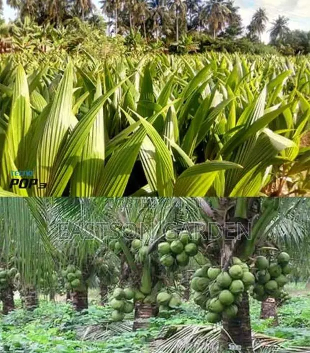 Brazilian Dwarf Coconut Seedlings · Photo 4