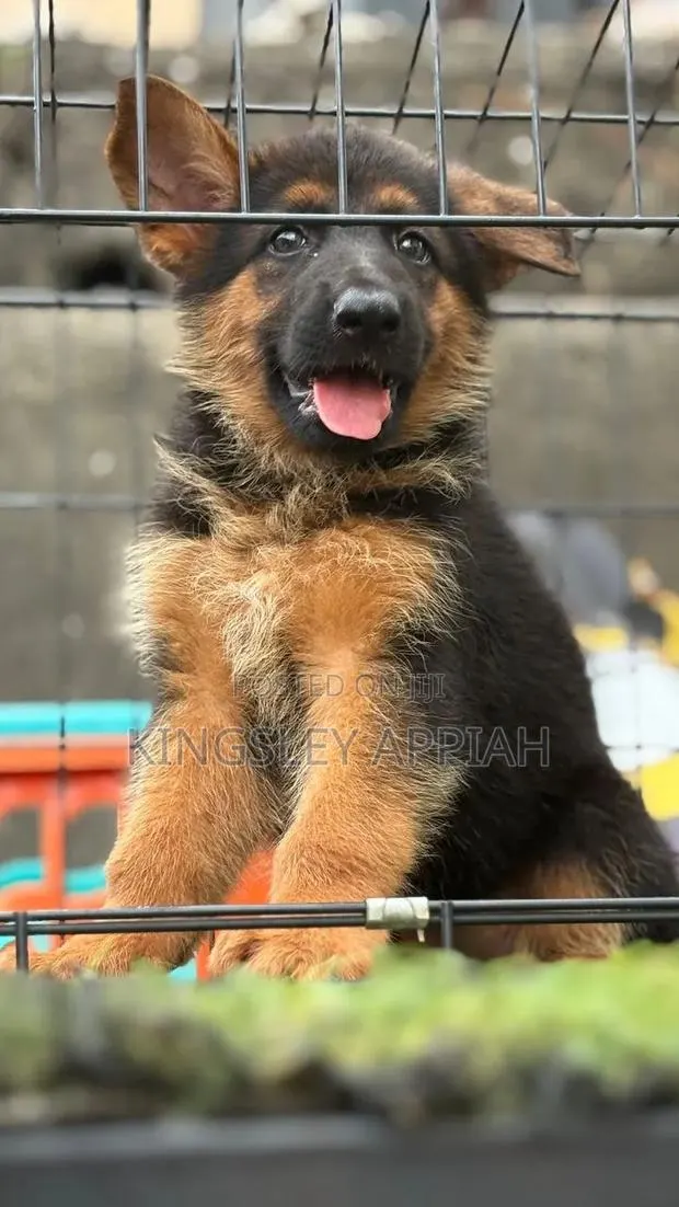 1-3 months Male Purebred German Shepherd · Photo 1