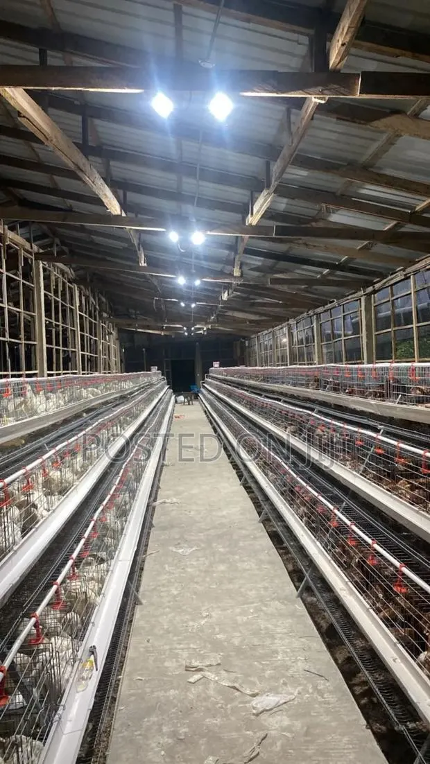 Chicken Cage System · Photo 1