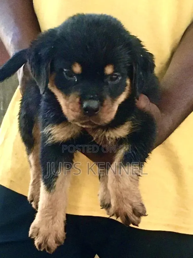 1-3 months Female Purebred Rottweiler · Photo 1