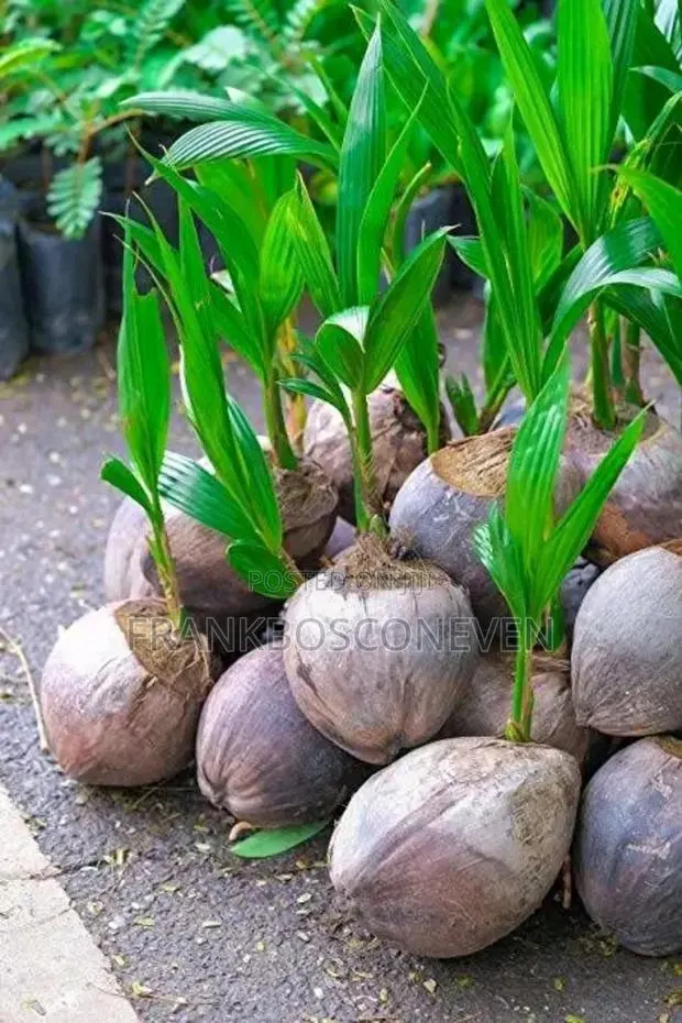 Dwarf Coconut Nursery · Photo 2