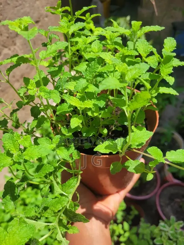 Mint Plant ( All Varieties Available) · Photo 1