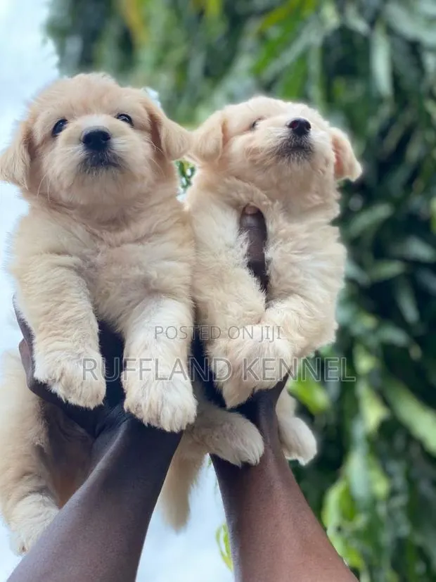1-3 months Female Purebred Poodle · Photo 1