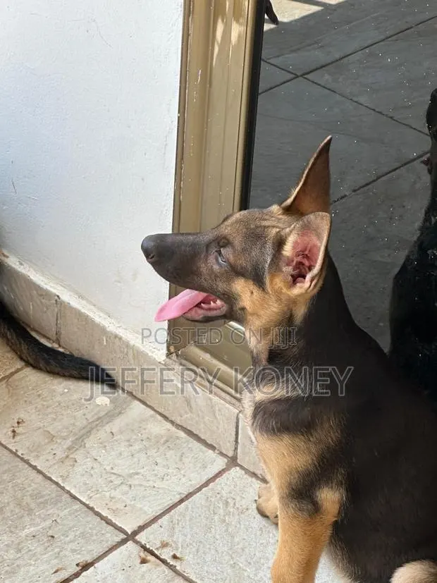 3-6 months Female Purebred German Shepherd · Photo 1