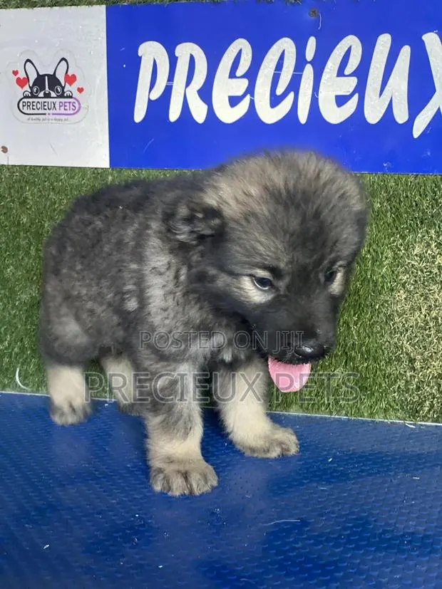 1-3 months Male Purebred Caucasian Shepherd · Photo 1