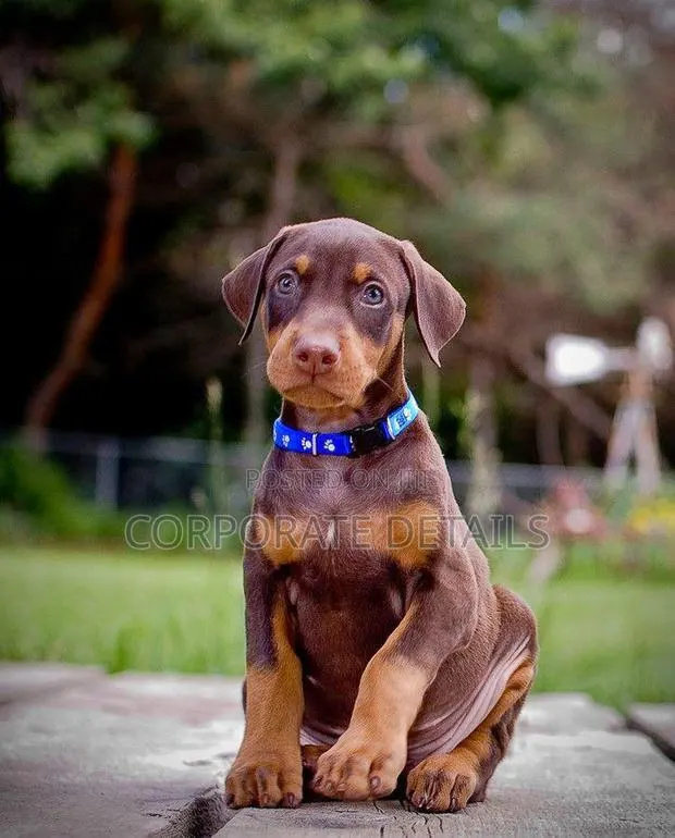 1-3 months Male Purebred Doberman Pinscher · Photo 1