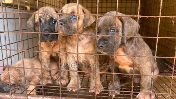 1-3 months Male Purebred Boerboel · Photo 1