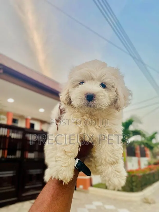 1-3 months Female Purebred Poodle · Photo 1