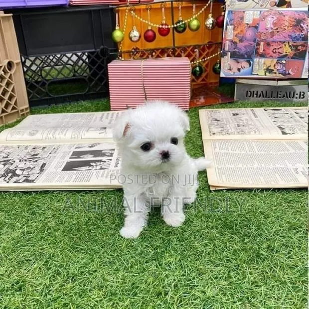 1-3 months Female Purebred Maltese · Photo 1