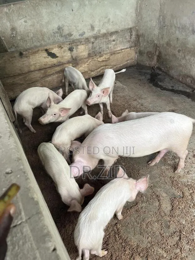 Health Pigs for Sale · Photo 3
