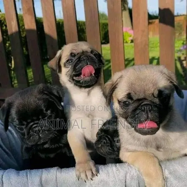 1-3 months Male Purebred Pug · Photo 1