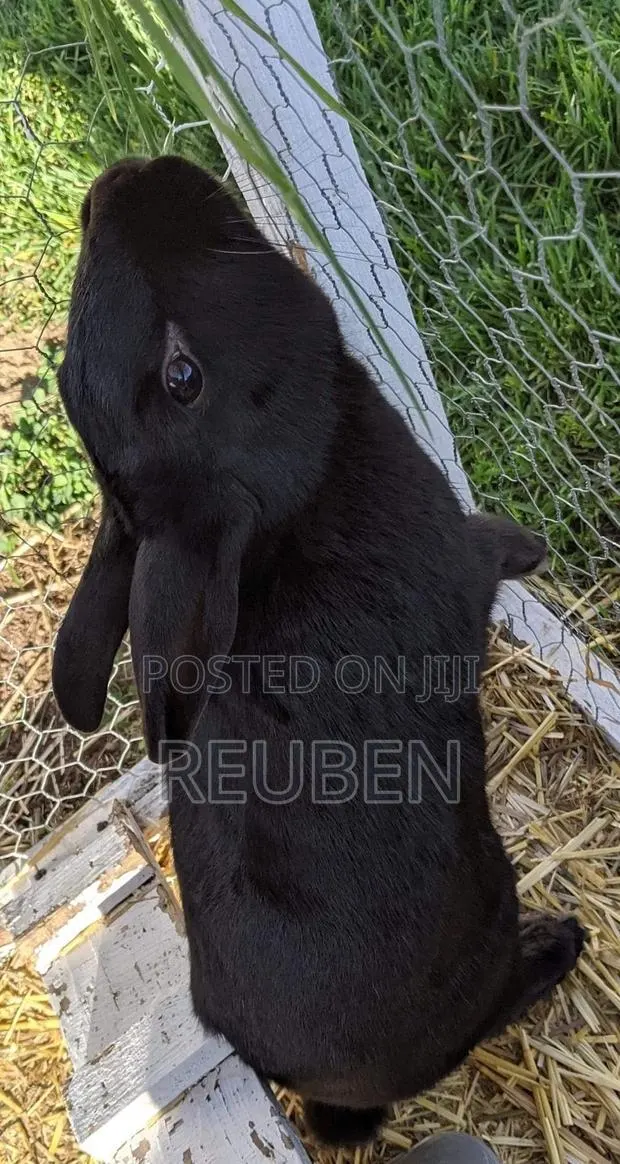 Male Rabbit for Sale · Photo 1