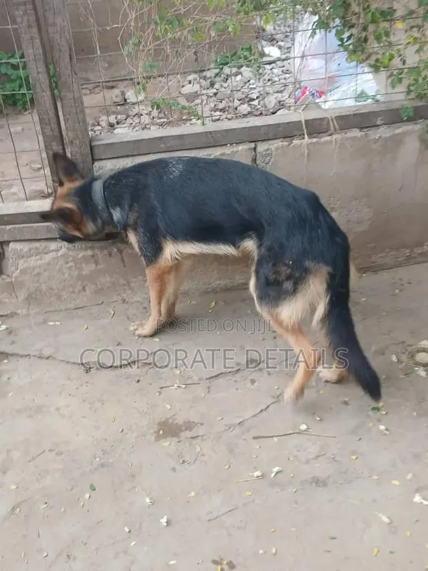 6-12 months Female Purebred German Shepherd · Photo 1