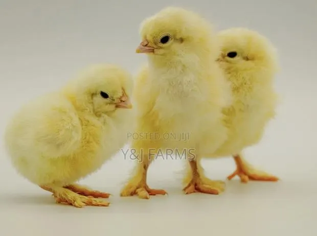 Pure Day Old Brahma · Photo 1