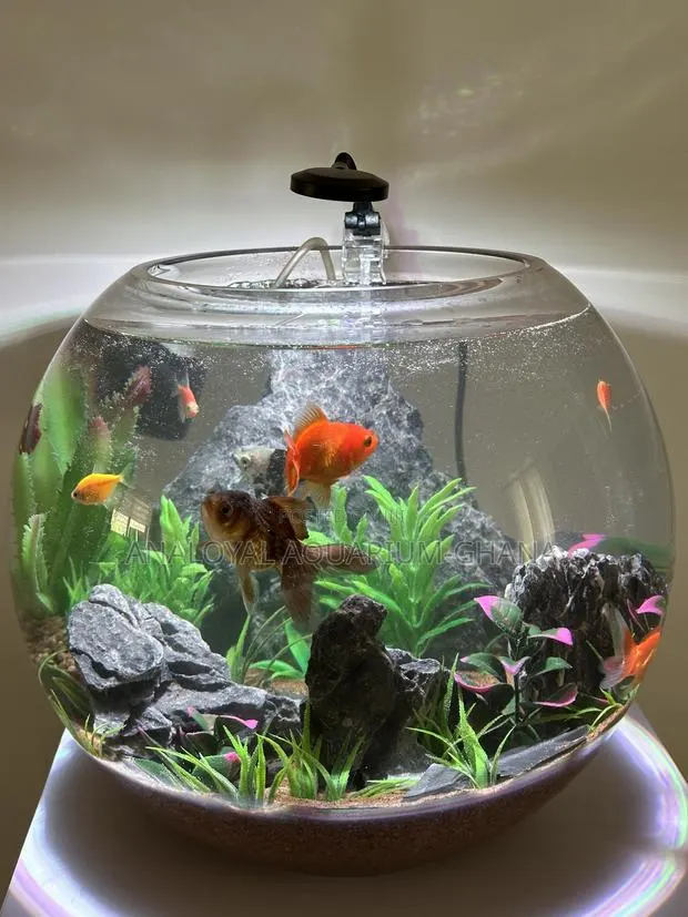 Fish Bowl Aquarium · Photo 1
