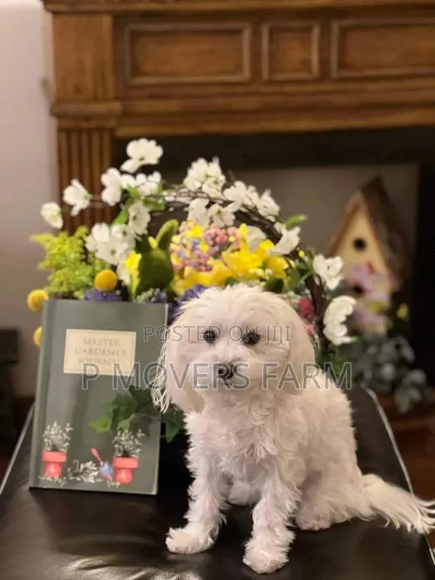 1-3 months Male Purebred Maltese · Photo 1