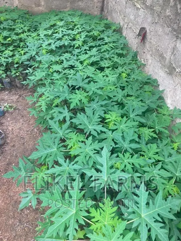 Solo Pawpaw Seedlings · Photo 1