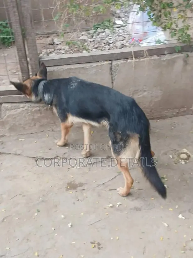 6-12 months Male Purebred German Shepherd · Photo 1