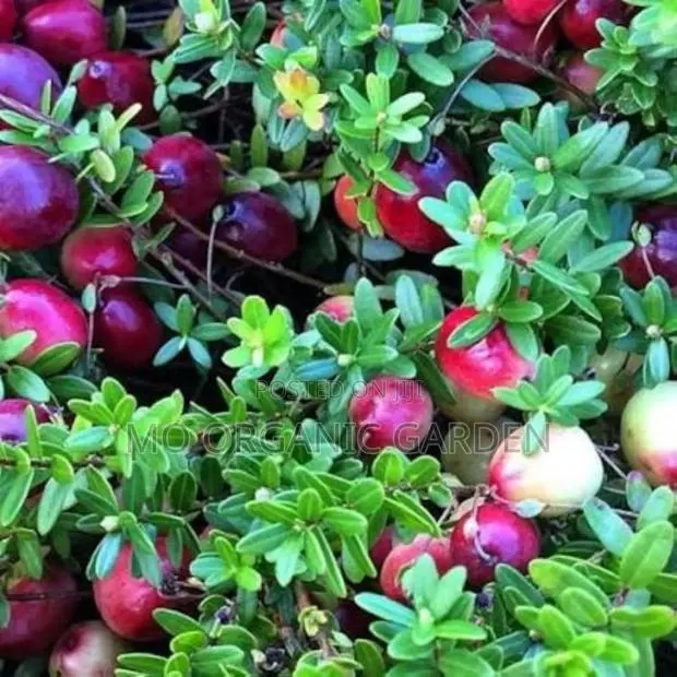 Indian Cranberry Plant Seedling · Photo 2