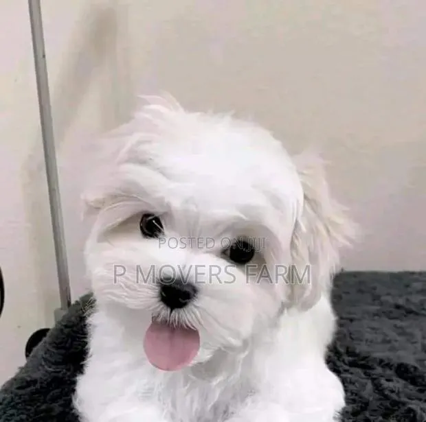 3-6 months Male Purebred Maltese · Photo 1