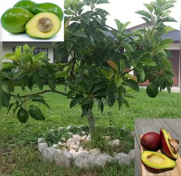 Exotic Grafted Avocado Seedlings ‘Day’ (Persea Americana) · Photo 2