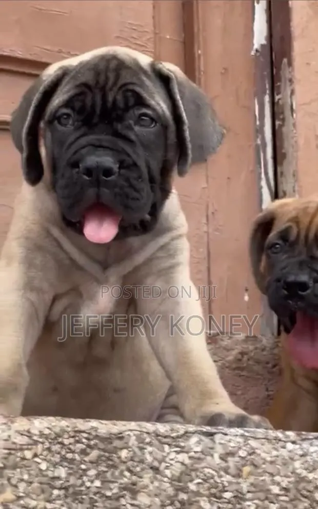 1-3 months Female Purebred Bullmastiff · Photo 1