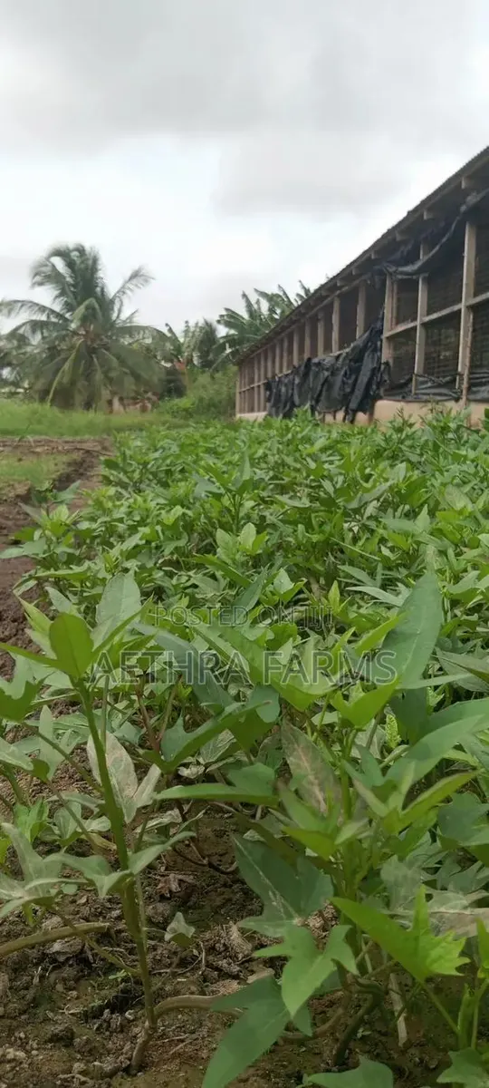 Sweet Potato Vines (Beaurigad Variety),(Cream Fleshed Sweet Potato · Photo 1