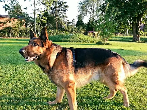 1+ year Male Purebred German Shepherd · Photo 1