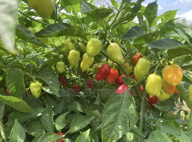 Red Habanero Pepper, Very Hot, Long Shelf Life, Non Hybrid, · Photo 1