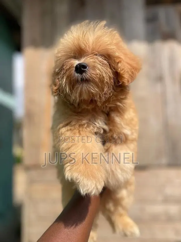 1-3 months Male Purebred Poodle