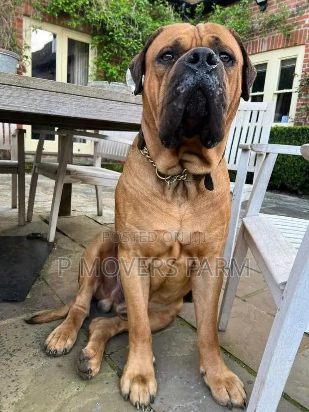 1-3 months Male Purebred Boerboel · Photo 1