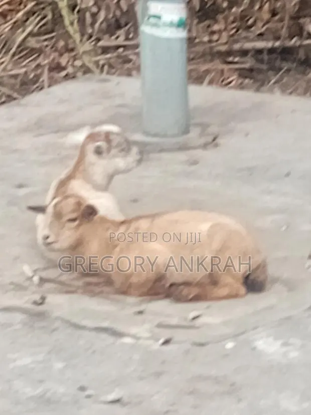 Local Healthy Kids Goats · Photo 1