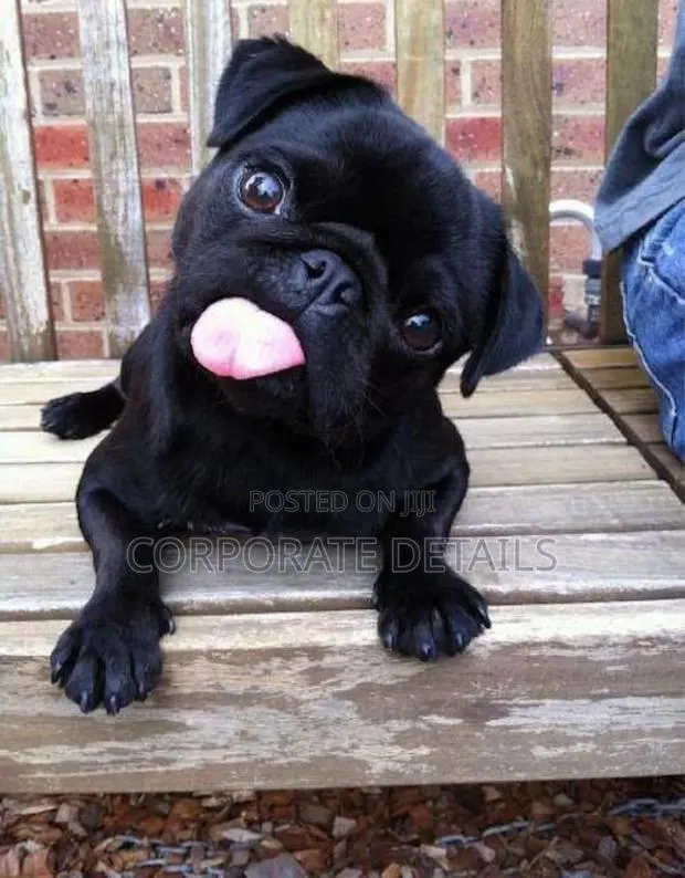 1-3 months Female Purebred Pug · Photo 1