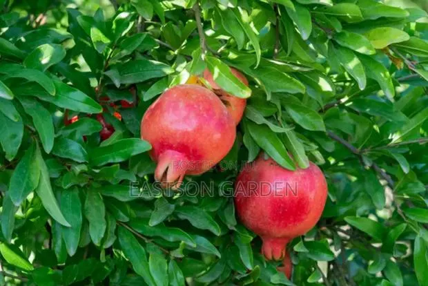 Exotic Pomegranate Seedlings Dwarf Tree · Photo 1
