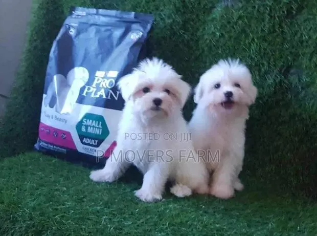 1-3 months Male Purebred Maltese · Photo 1