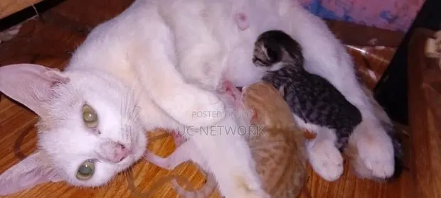 0-1 month Female Mixed Breed Cat · Photo 1