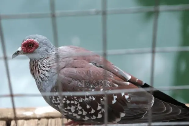 Speckled Pigeon · Photo 3